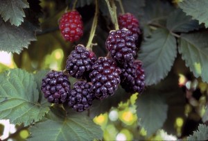 Boysenberry Thornless
